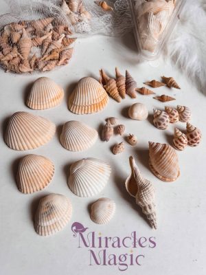 قواقع طبيعيه