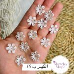 وردة أكليرك صغيرة